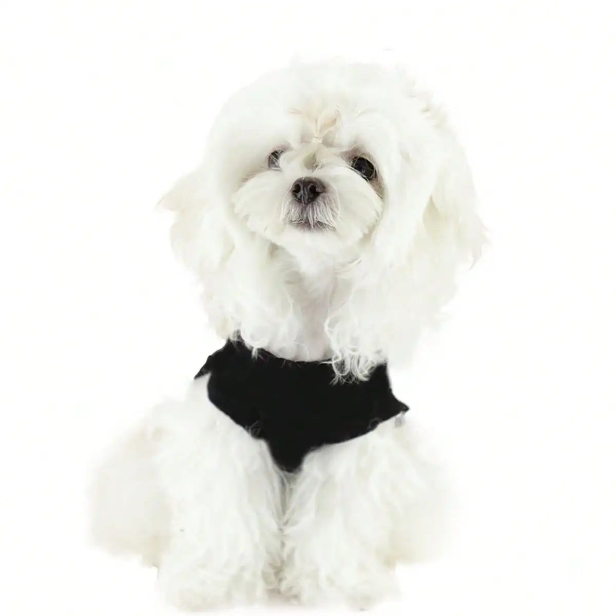 A fluffy white dog wearing a black pet vest.