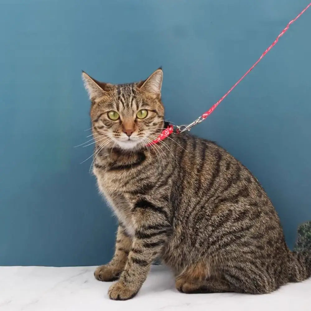 A tabby cat wearing a red collar and attached to a leash is sitting on a white surface against a blue background.