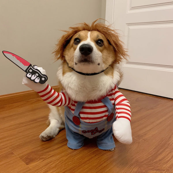 A dog dressed in a Chucky Jumpsuit Halloween costume with a knife and red striped shirt sitting on a wooden floor.