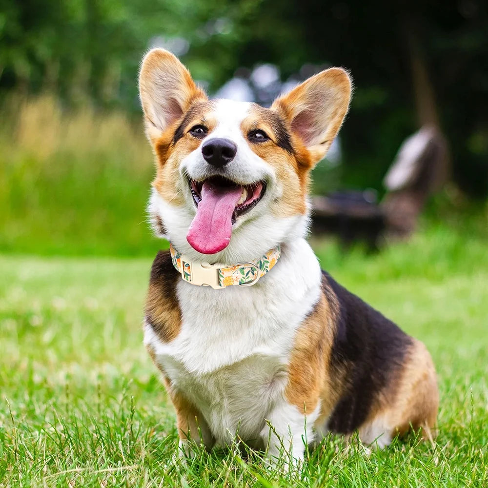 A small dog with brown and white fur is lying down in green grass, smiling and panting, wearing an adjustable nylon collar wi