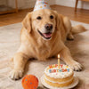 Interactive Automatic Rolling Dog Ball with Motion Activation