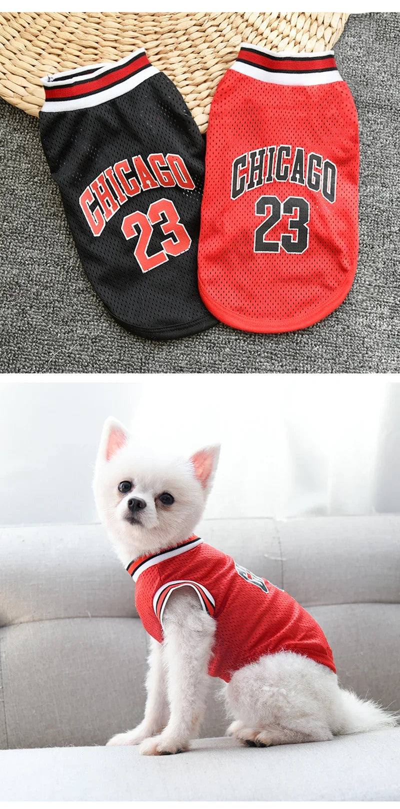 A white dog wearing a red basketball-themed vest with Chicago lettering.