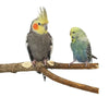 A small yellow and gray parrot perched on a wooden branch.