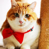 Pet Bow Tie Collar with Adjustable Strap