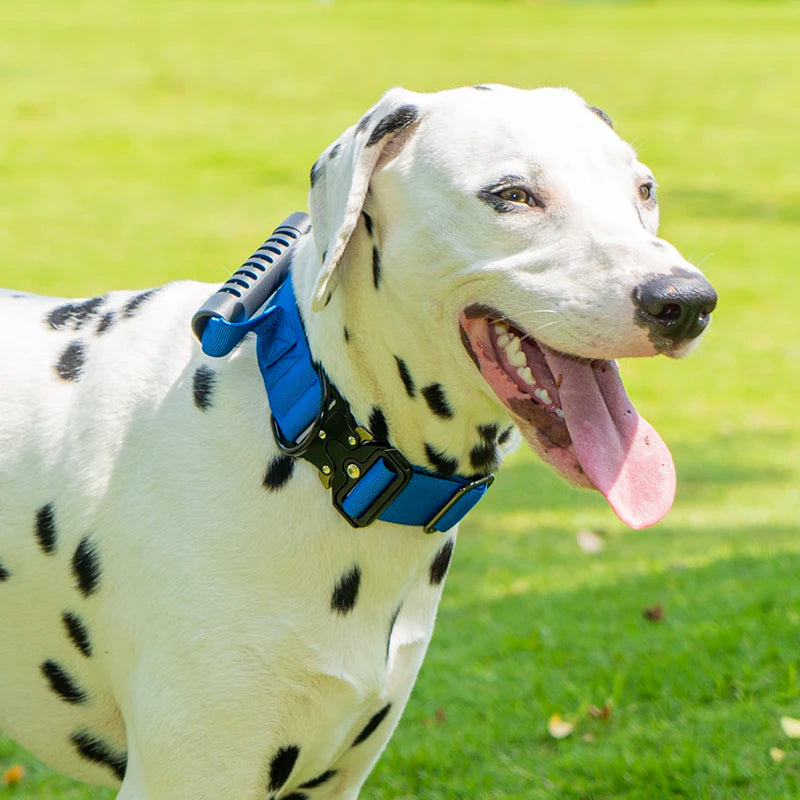 A white dog with black spots wearing a blue tactical collar and tongue out, standing on green grass.