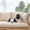 A fluffy dog is lying on a beige sofa with large green palm leaves in the background.