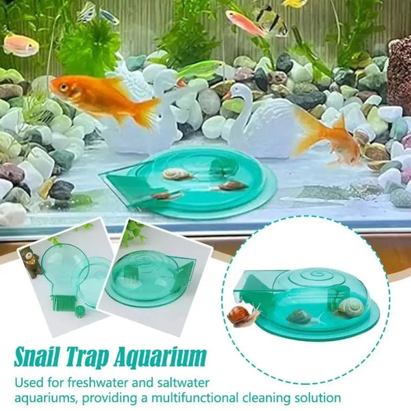 A clear plastic snail trap aquarium used for cleaning freshwater and saltwater fish tanks.