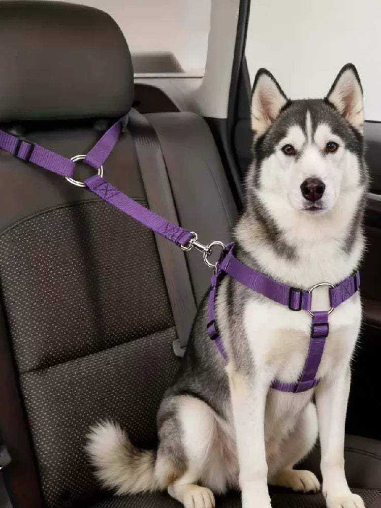 A husky dog wearing a purple 2-in-1 adjustable car safety belt and leash sitting in a car seat.