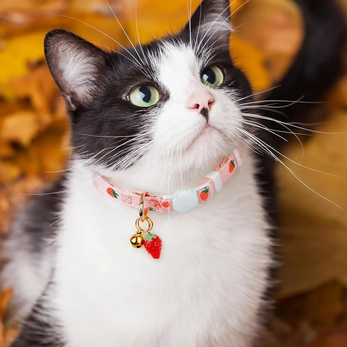 A black and white cat wearing a pink strawberry and white heart cotton breakaway collar with a safety buckle and bell.