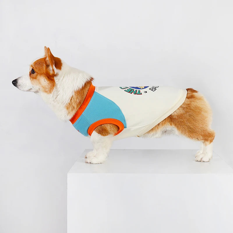 A small dog wearing a light cream vest with blue trim and an orange collar.