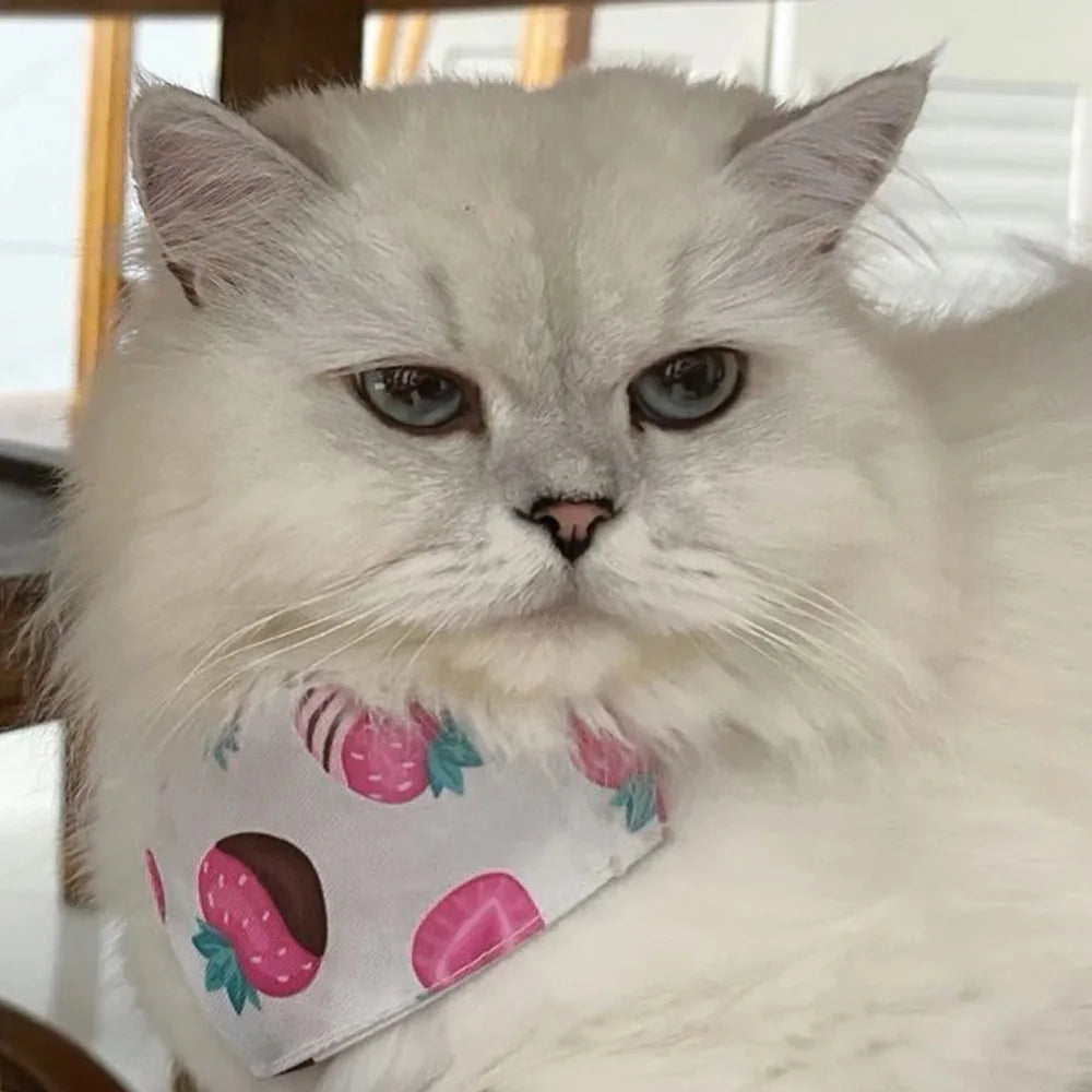 A fluffy white cat wearing a pink strawberry print triangle collar bandana.