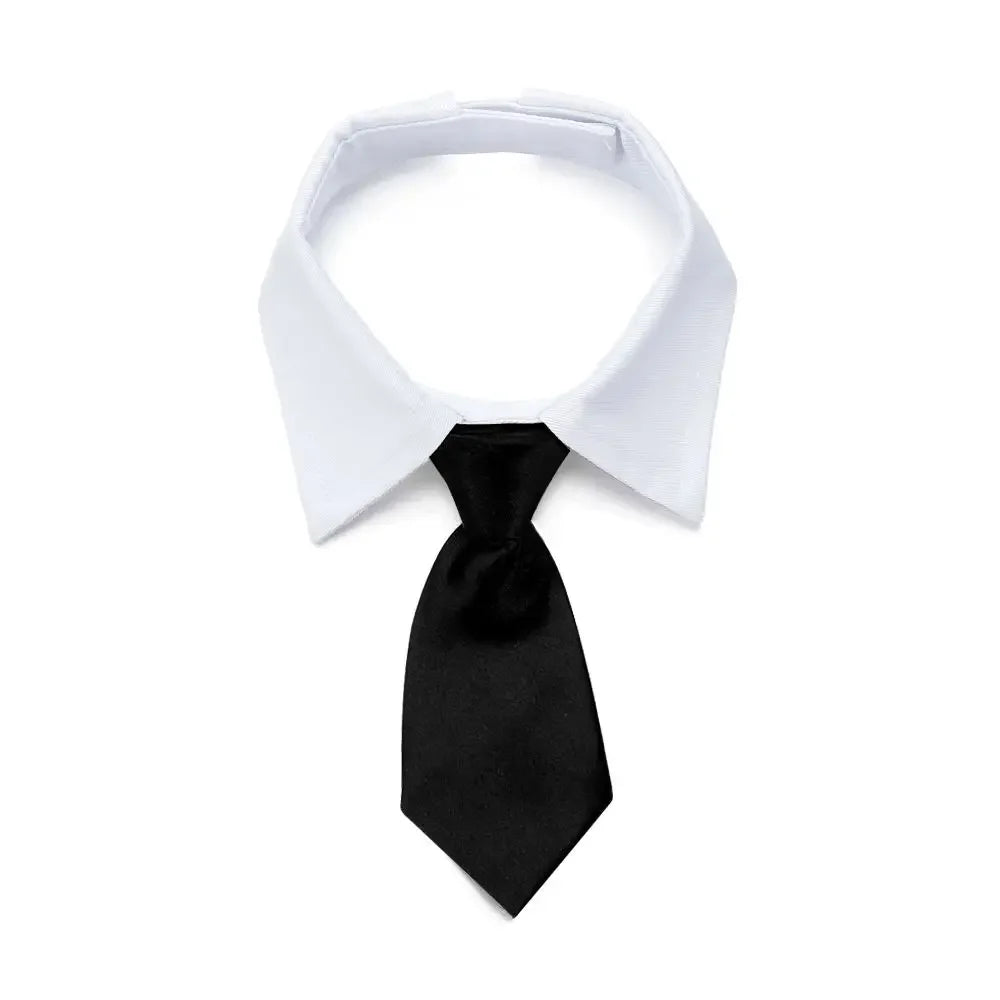 Black necktie and white collar displayed against a white background.