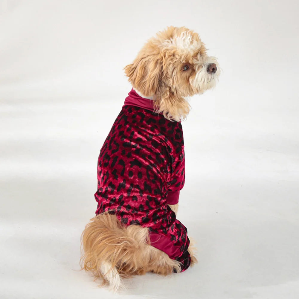 A small, light-colored dog wearing a red leopard print jumpsuit, sitting against a white background.