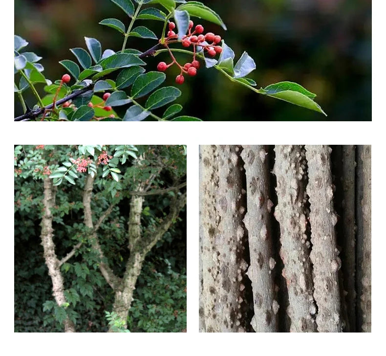 Juguete de Madera Natural para Perros Loro