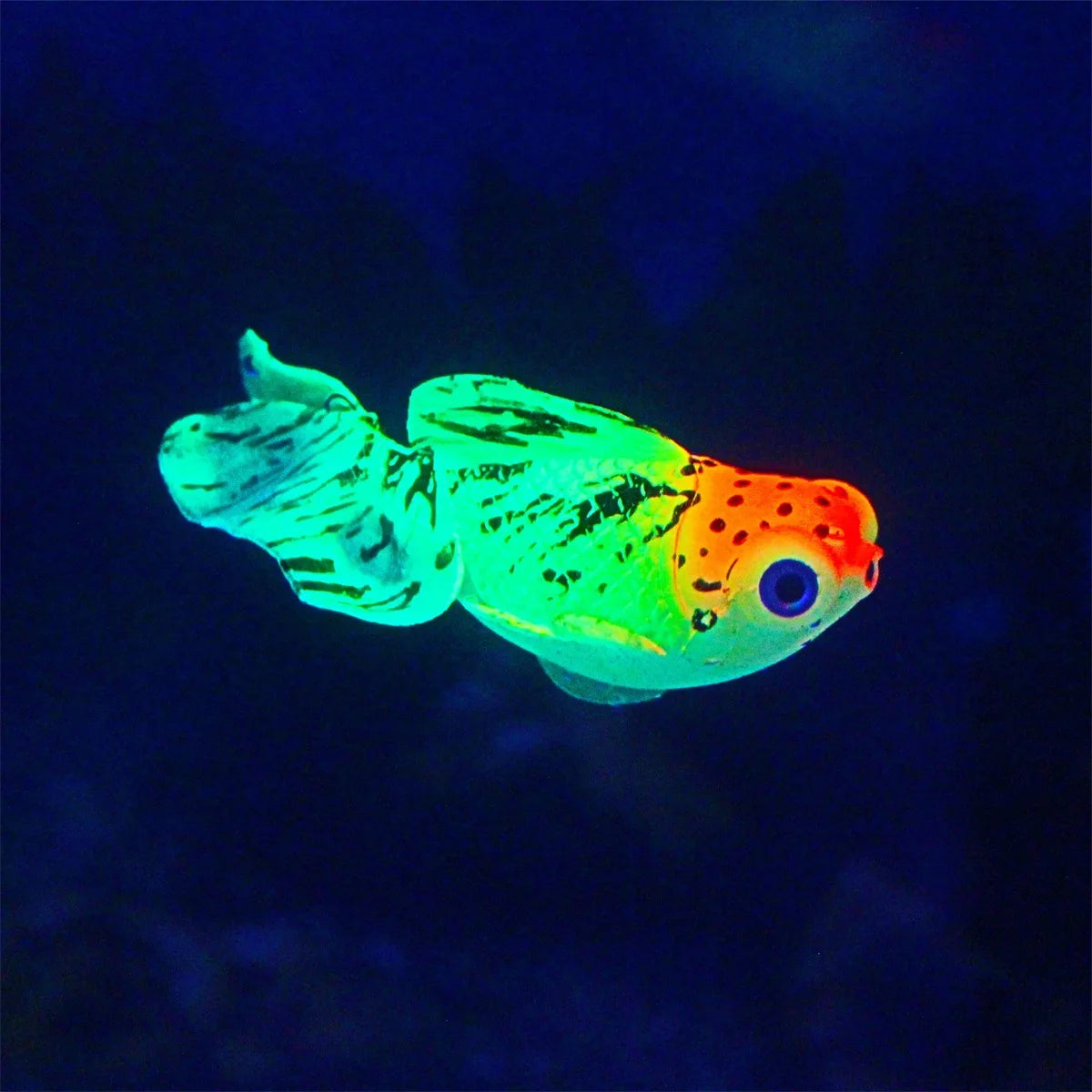 Leuchtendes Goldfisch-Deko, leuchtend grün und orange vor blauem Hintergrund.