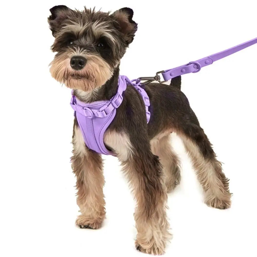 A small, shaggy dog wearing a purple reflective harness vest with a purple leash.
