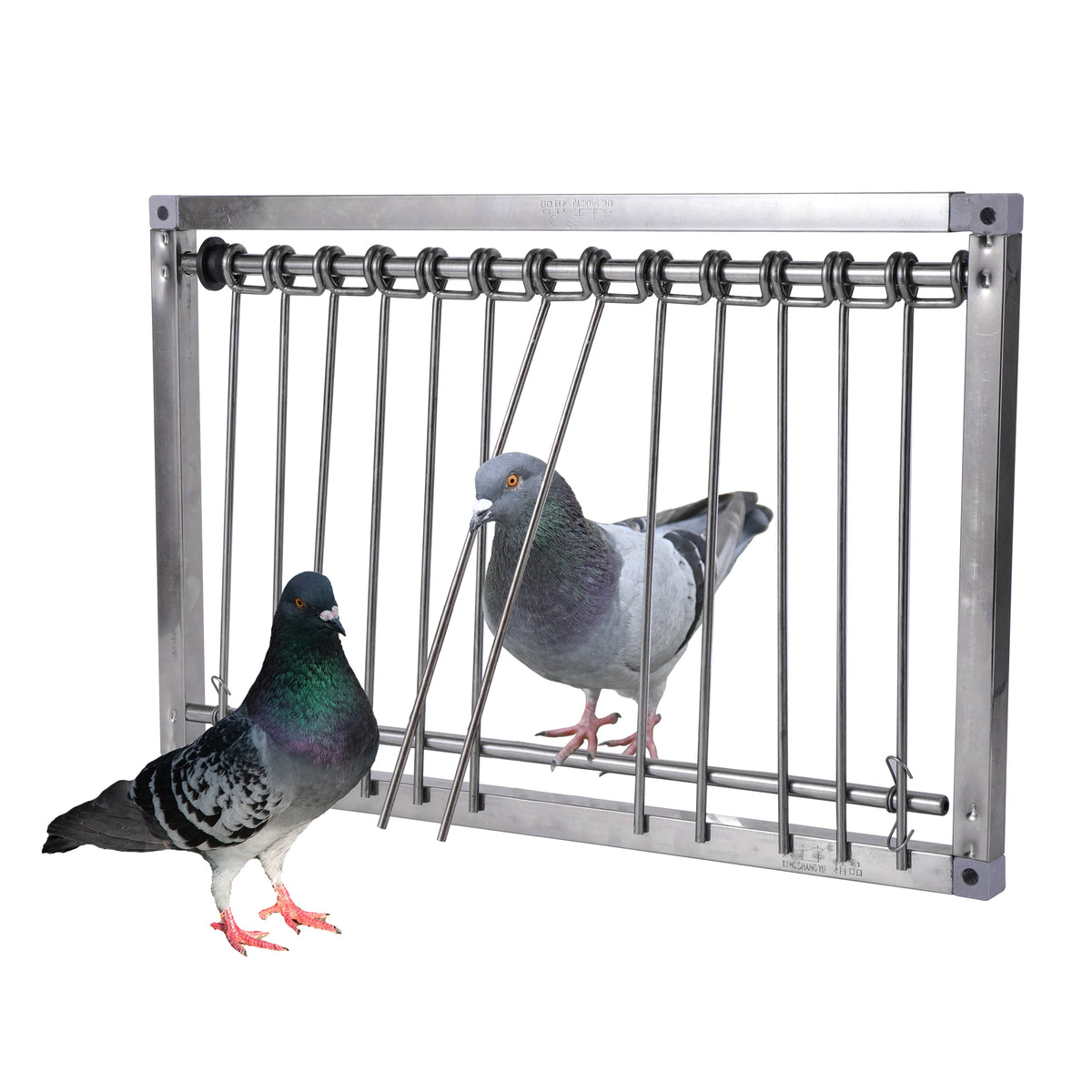 A dark pigeon is visible inside a stainless steel loft trap door with vertical bars.