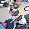 Breathable Mesh Cooling Vest for Small Dogs and Cats