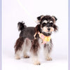 A small black and white dog wearing an adjustable plaid harness with a yellow bow.
