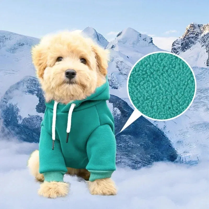 A fluffy golden dog wearing a teal fleece hoodie in a snowy mountain landscape.