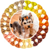A circular arrangement of 30 colorful handmade dog bow knots in shades of yellow, orange, brown, and beige.