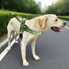 A light-colored dog wearing a green reflective no-pull harness walking on an asphalt road.