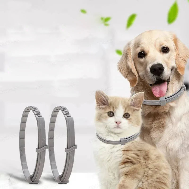 A golden retriever and a tabby cat wearing gray calming pheromone collars.