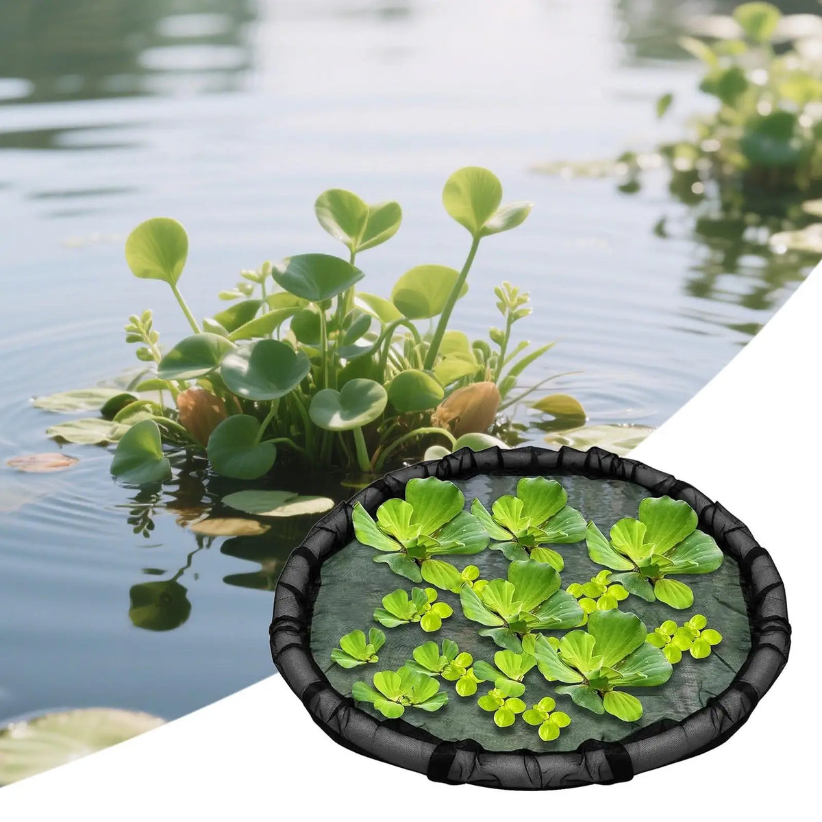 A black floating plant barrier ring with small green aquatic plants is visible on calm water.