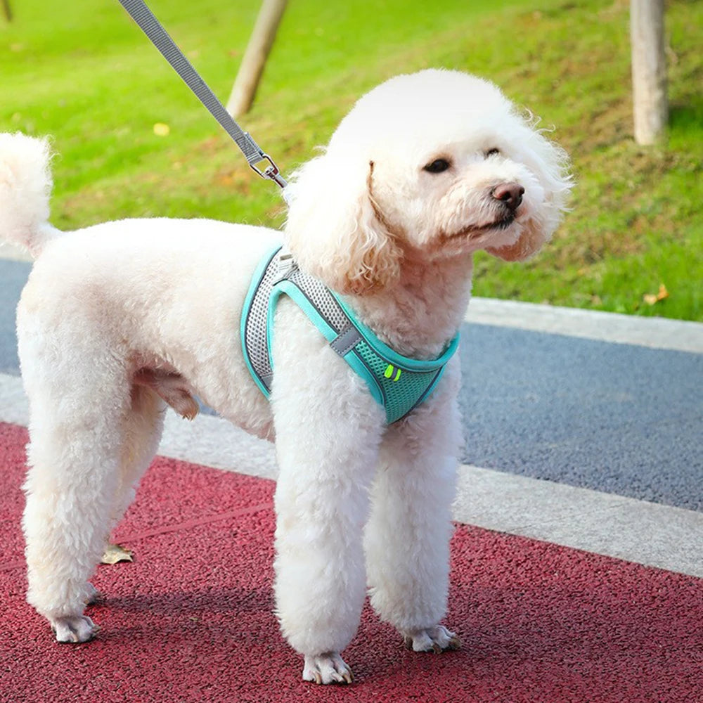 A white poodle wearing a light blue harness and leash walking on a reddish-brown surface.