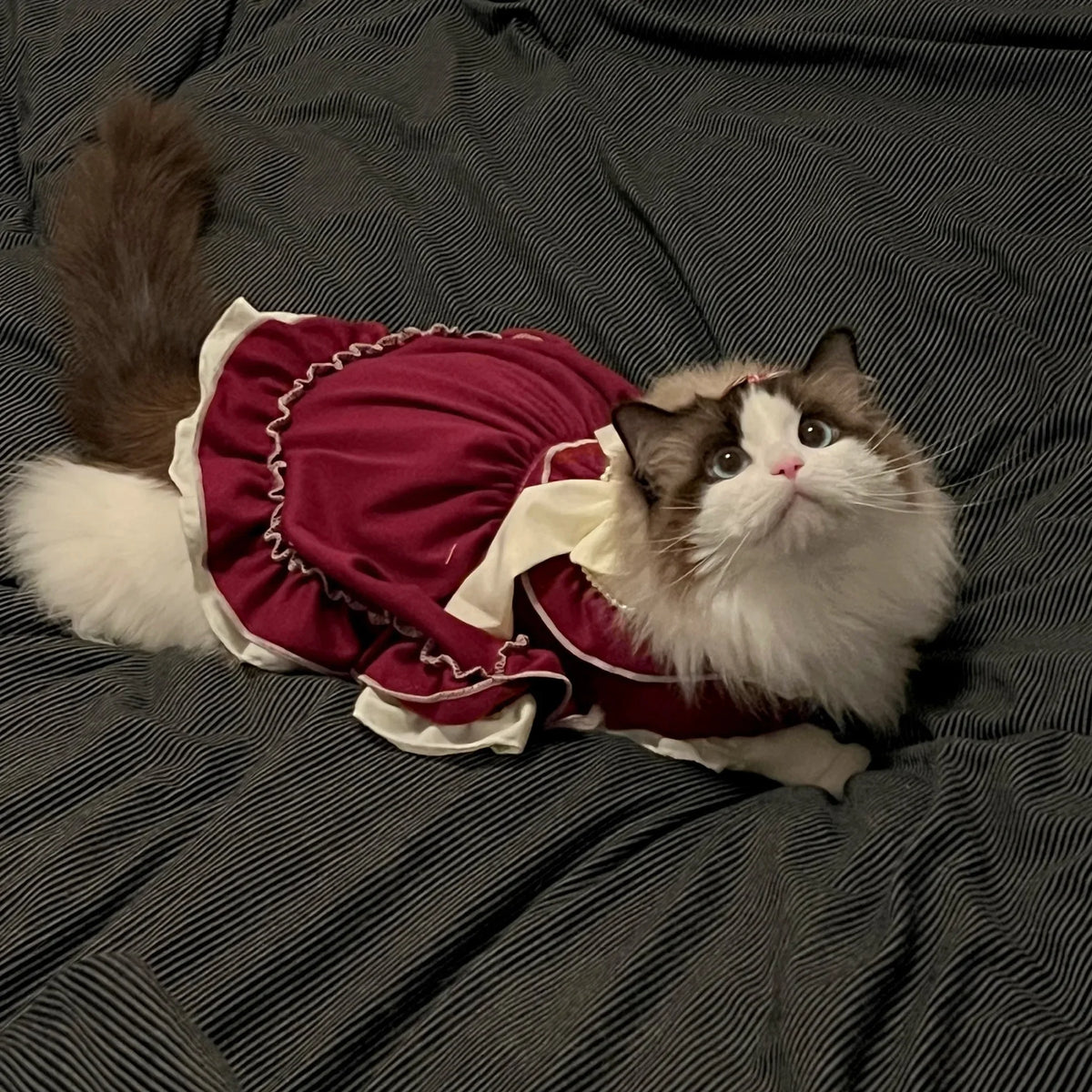 Elegant Cotton Pet Dress with Bow for Small Dogs and Cats