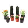 Set of 5 Miniature Potted Plants for Dollhouse Scenes