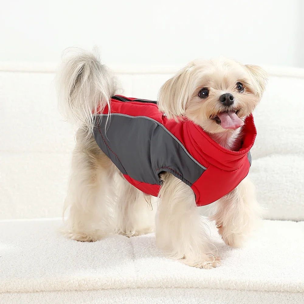 Un chien de couleur claire porte un gilet réfléchissant rouge et gris imperméable.