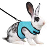 Un lapin blanc et noir portant une laisse et une harnais pour animaux bleus.