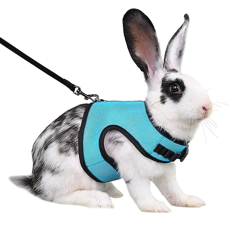 Un lapin blanc et noir portant une laisse et une harnais pour animaux bleus.