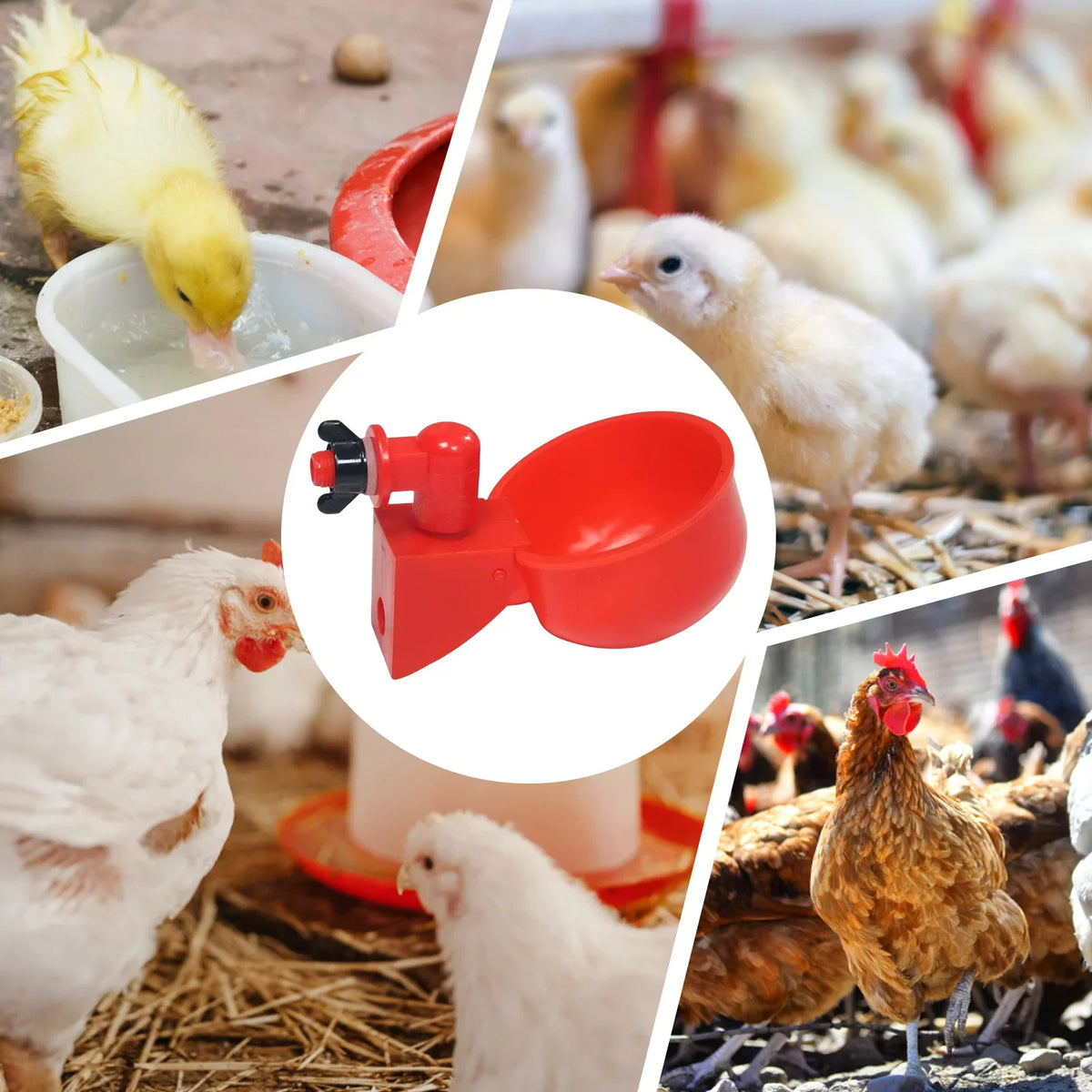 Red automatic poultry drinking cups for easy installation shown alongside various chickens.