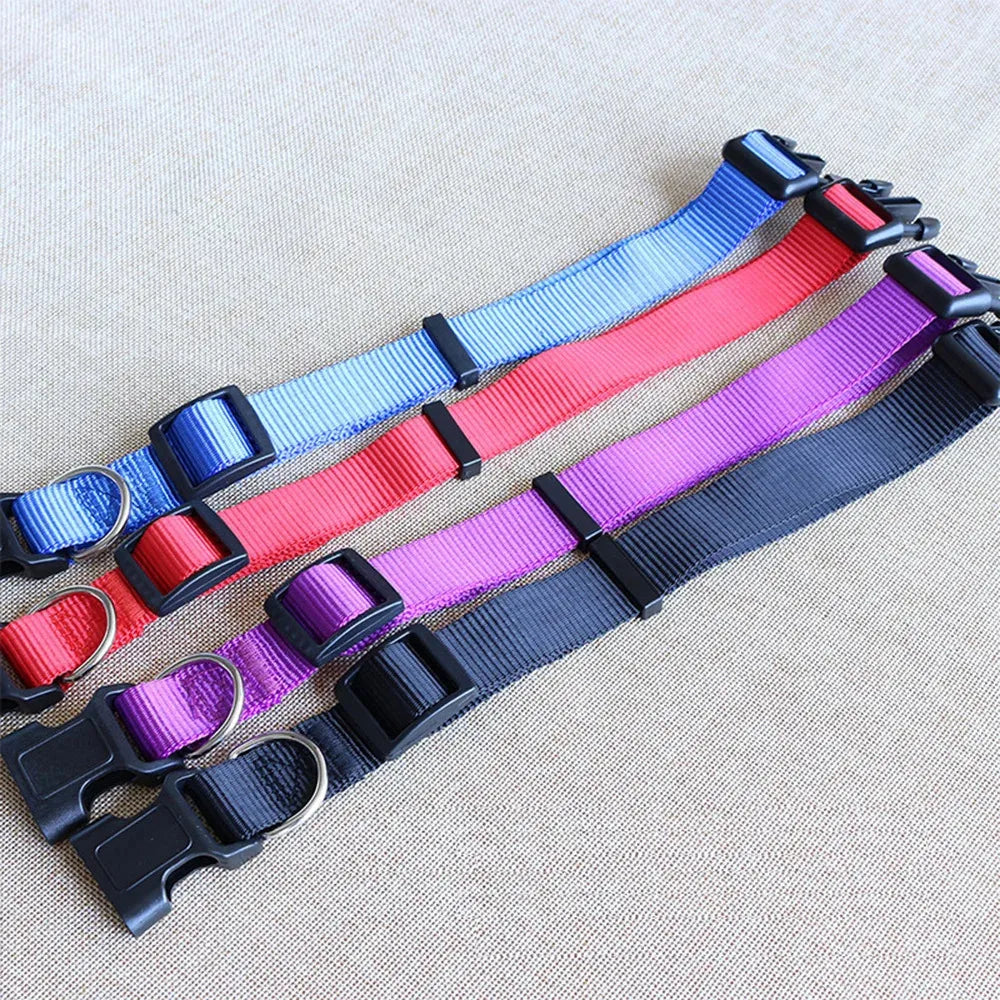 A collection of colorful nylon dog collars in blue, pink, and purple are laid out on a light background.