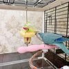 A blue parrot is feeding from a stainless steel bird feeder fork, which is suspended from a wire.