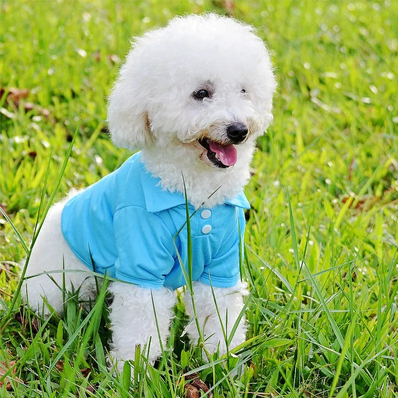 A white poodle wearing a bright blue polo shirt standing in green grass.