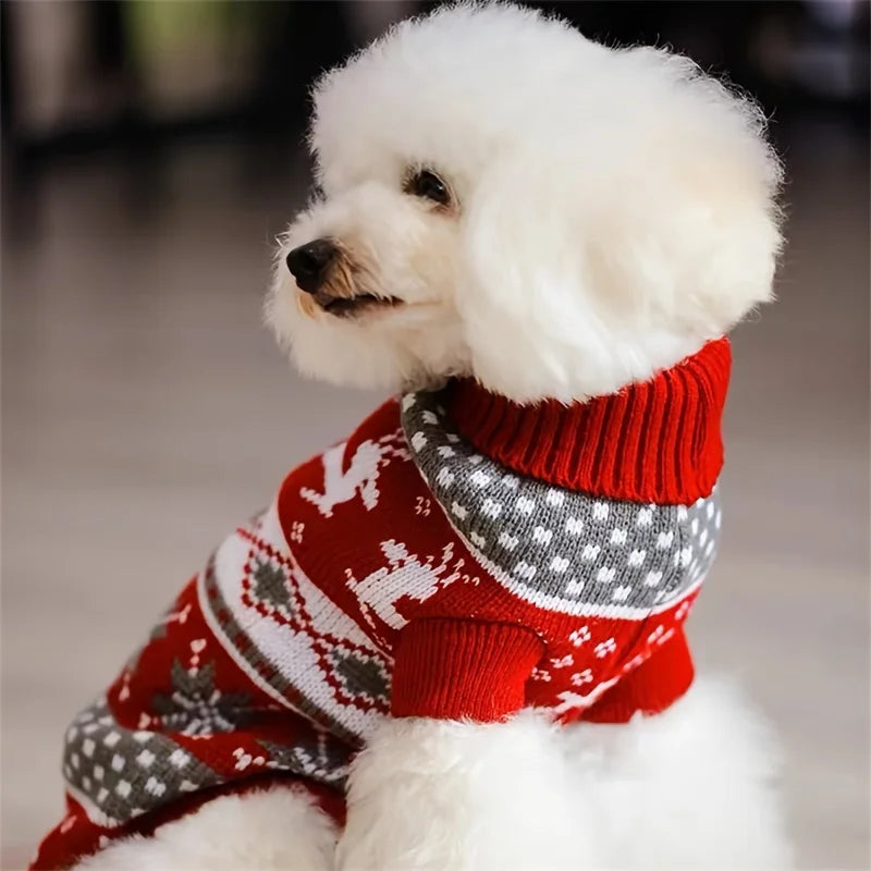A white poodle wearing a festive red and gray knit sweater with a white patterned collar.