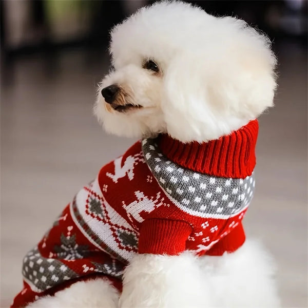 A white poodle wearing a festive red and gray knit sweater with a white patterned collar.