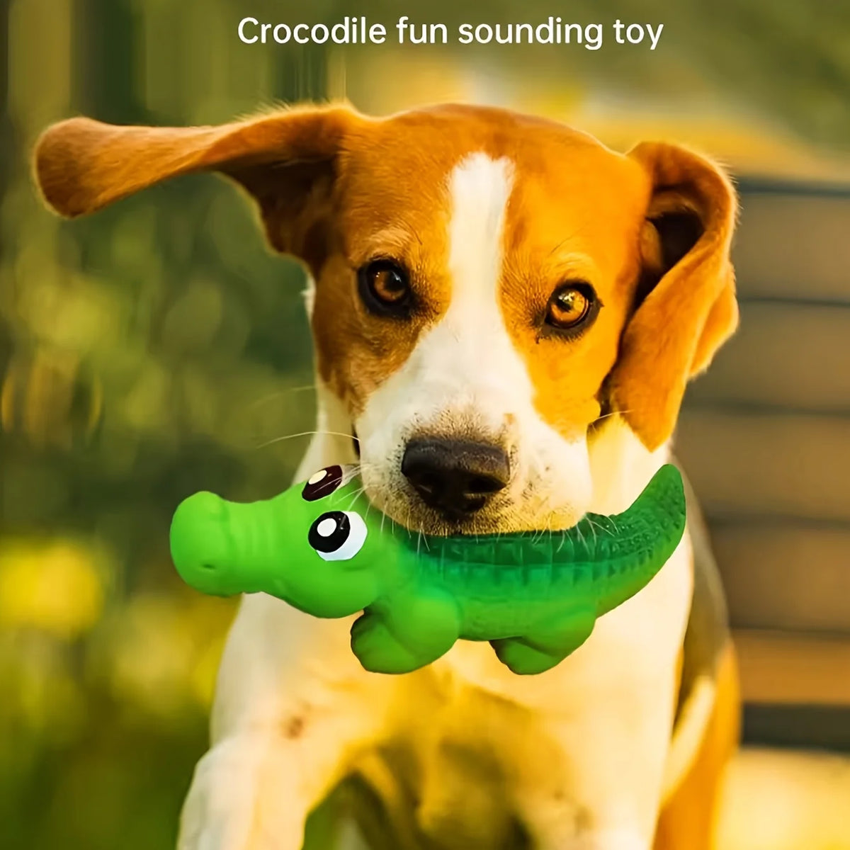 A dog looks at a green crocodile-shaped latex toy with a squeaker.