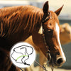 Robustes Nylon-Stirnband für Reiten & Training