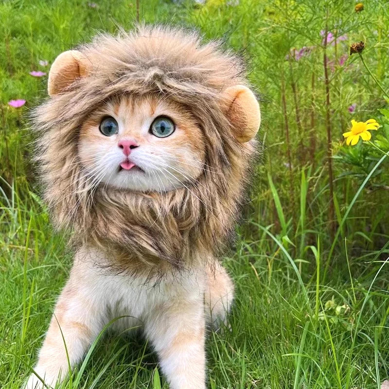 A fluffy orange and white lion mane costume hat for a cat sitting in green grass.