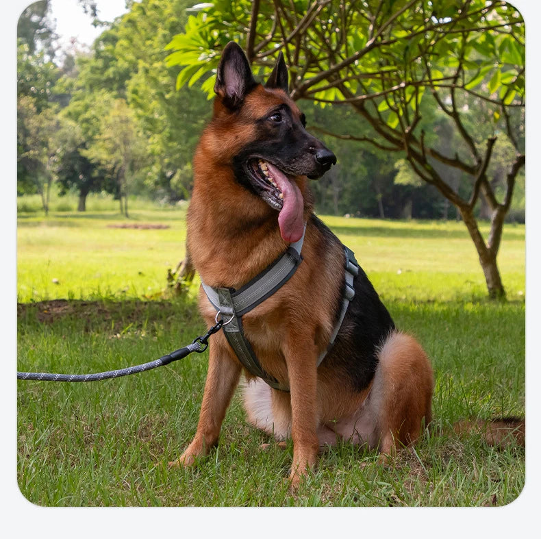 A brown German Shepherd wearing a reflective dog harness is sitting in green grass.