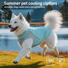A white dog wearing a light blue cooling vest with UV protection running outdoors.
