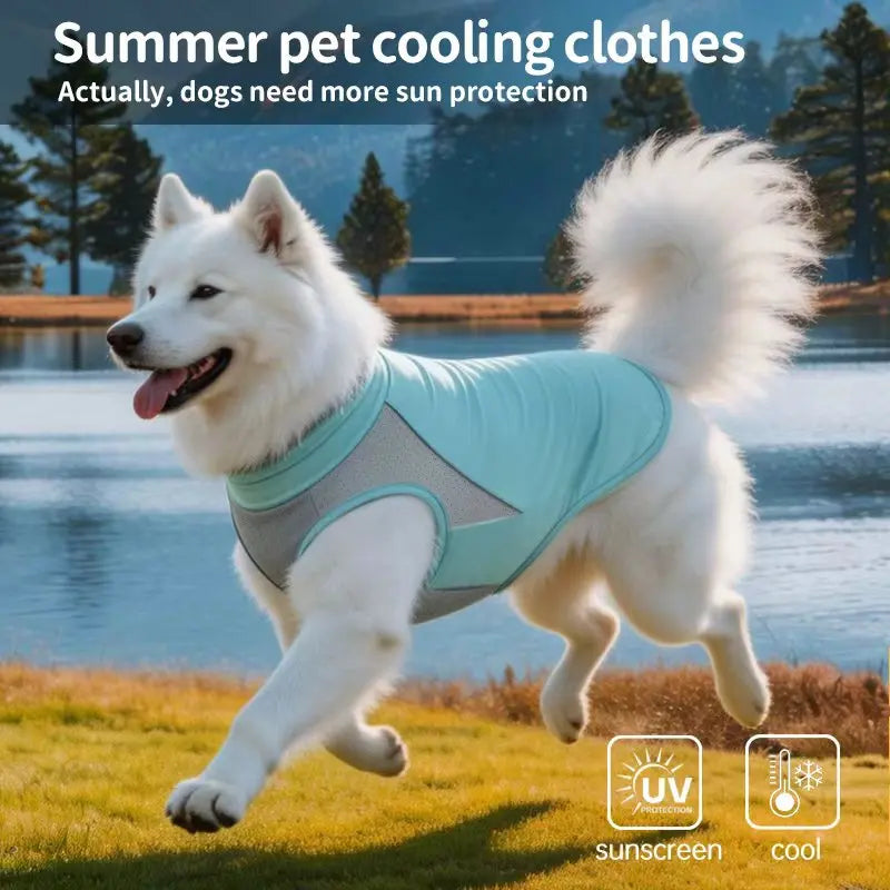 A white dog wearing a light blue cooling vest with UV protection running outdoors.