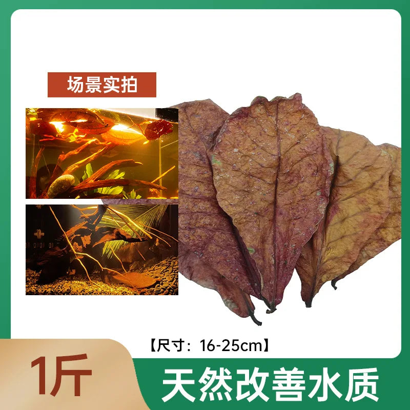 Natural Indian Almond Leaves for Aquarium Water Conditioning