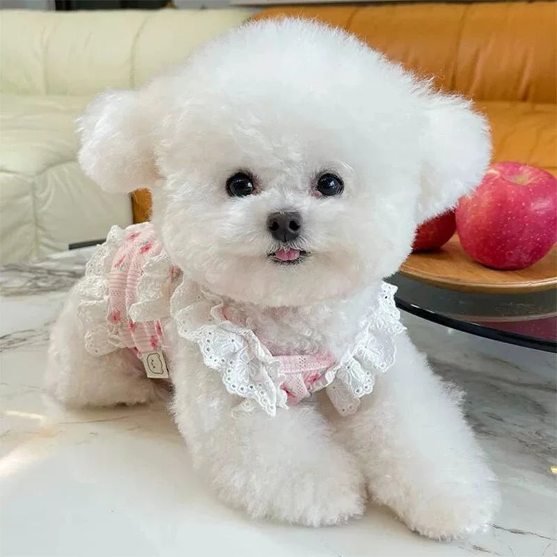 A fluffy white dog wearing a floral print pet vest, sitting on a marble surface.