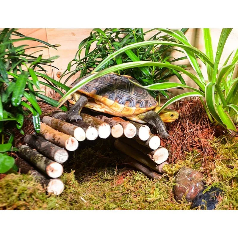 A green and brown tortoise is positioned on a natural substrate with wood pieces forming a climbing bridge.