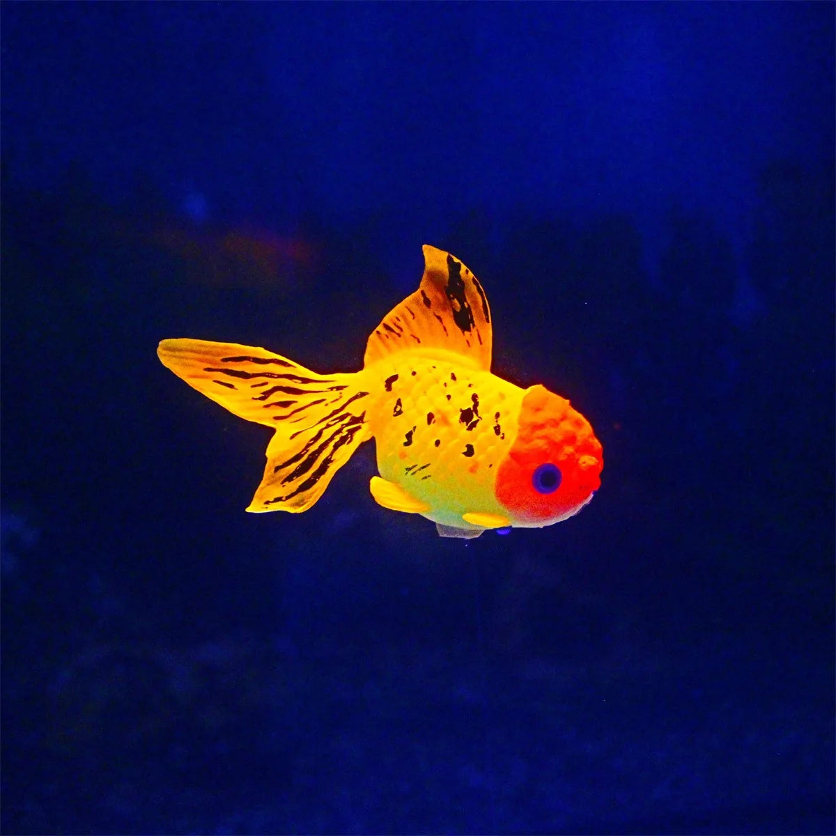 Leuchtender Goldfisch mit gelb-orange Färbung schwimmt im dunkelblauen Wasser.